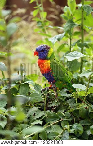 The Rainbow Lorikeet (trichoglossus Moluccanus) Sitting In The Green. Extremely Colored Parrot On A 