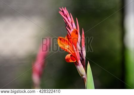 Red Flowers Of Canna Indica, Commonly Known As Indian Shot, African Arrowroot, Edible Canna, Purple 