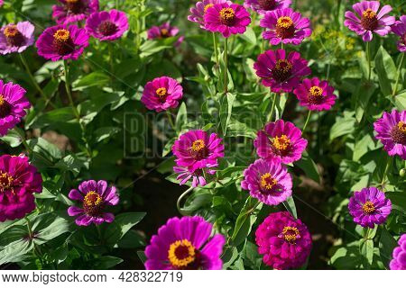 Pink Zinnia Flowers In The Garden In Summer, Bright Colors For Home Decoration, Blurred Green Backgr
