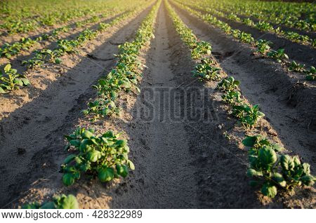 Rows Of Small Potato Bushes On A Farm Plantation. Agribusiness Organic Farming. Landscape With Agric