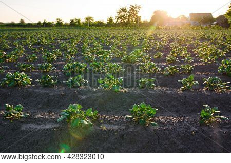 Rows Of Potato Bushes On A Farm Plantation. Olericulture. Vegetable Rows. Growing Food For Sale. Agr