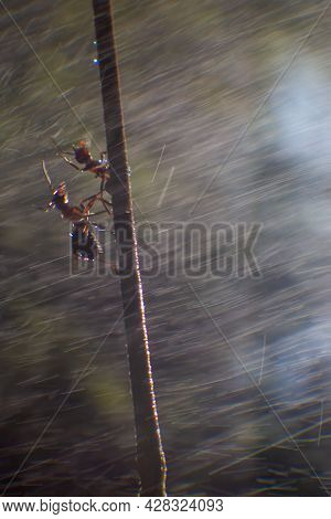 Close-up Two Ants Crawling Along A Thin Twig During Heavy Rain. Lines From Falling Drops Are Visible