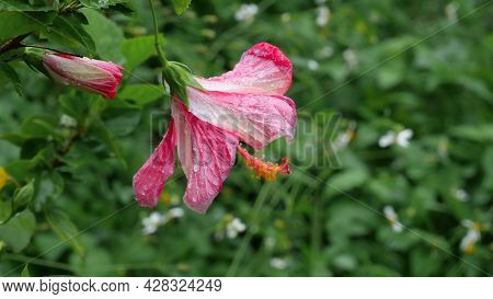 Beautiful Red-white Flower With Rain Drops On Petals