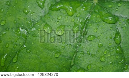 Green Leaf With Water Droplets, Natural Beauty