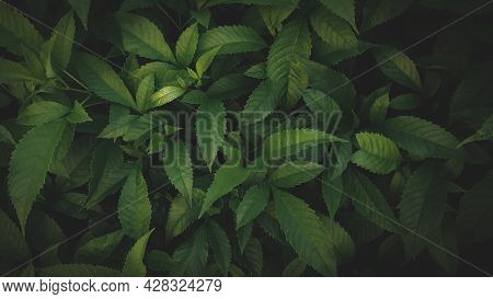 Close-up Of Green Leaf Nature Background Dark Nature Landscape Tropical Leaves Nature Background