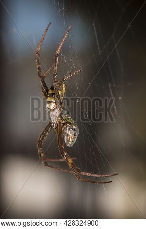 Macro Photo Of Spider On A Web With Prey