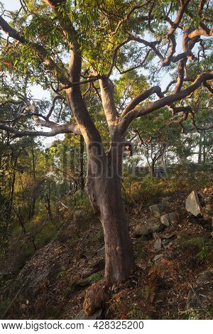 Early Light On A Tree In The Forest