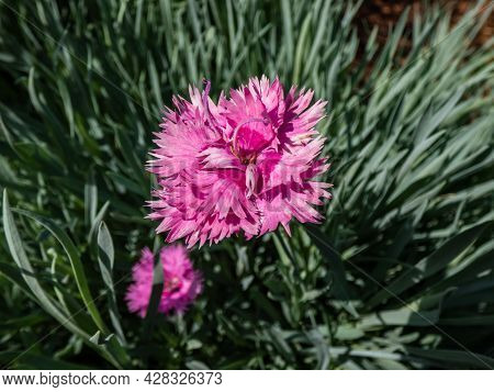 Closeup Of Bright Pink Flower - Common Pink, Garden Pink Or Wild Pink (dianthus Plumarius) With Symm