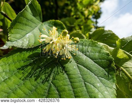 Macro Of Flowers Among Leaves Of Small-leaved Lime (tilia Cordata) Usually Collected For Tilleul (li