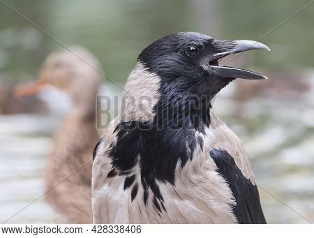 Hooded Crow (corvus Cornix) Also Called Hoodie Against Natural Environment Blurry Background.  Shall