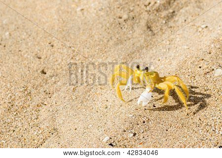 Żółty duch kraba na piaszczystej plaży