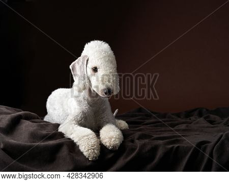 Dog Bedlington On A On Brown Fabric Background. Funny Pet In Studio