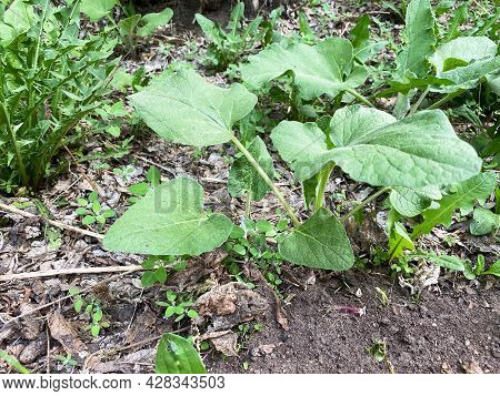 Spring Burdock Bush In Meadow. Green Patsy Leaves