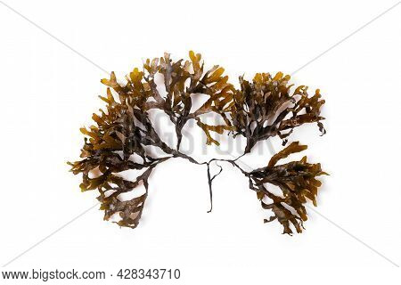 Fucus Seaweed Isolated On White Background. Baltic Sea. Latvia,
