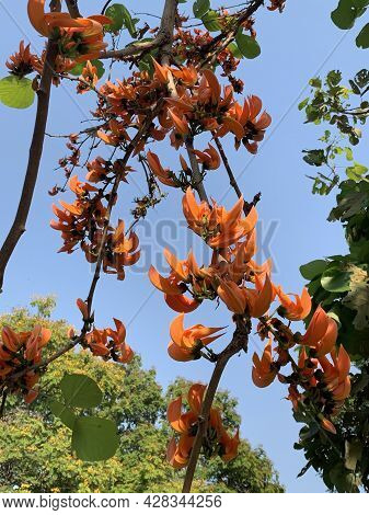 Palash Flower Tree, Butea Monosperma Or Palash Flower. Beautiful Orange Flower Blooming In Summer In