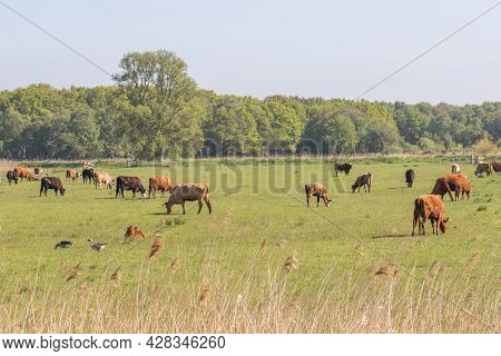 Agricultural Grazing Land Landscape. Free Range Cattle On Grass Norfolk Uk. Farmland With Brown Cows