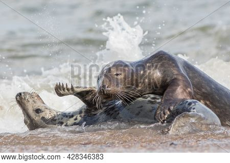 Breeding Pair Of Animals. Grey Seals Mating In The Water. Nature And Wildlife Photography Action Sho