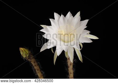 Echinopsis Subdenudata Cactus Flower (easter Lily Cactus) Can Take Up To Four Years To Produce Flowe