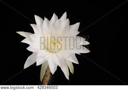 Echinopsis Subdenudata Cactus Flower (easter Lily Cactus) Can Take Up To Four Years To Produce Flowe