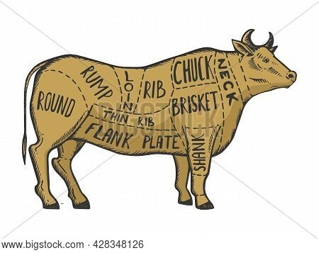 Bull Meat Scheme Diagram Sketch Engraving Vector Illustration. T-shirt Apparel Print Design. Scratch