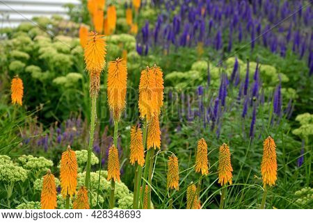 Lush Flower Bed With Sage Blue And Purple Flower Combined With Yellow Ornamental Grasses Lush Green 