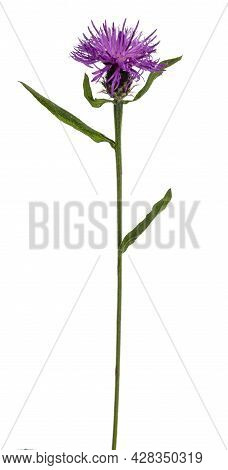 Side View Of Brownray Knapweed Aka Centaurea Jacea. Single Pink Flower On Green Stem. Isolated On A 