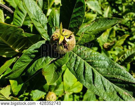 The Brown Mespilus Germanica Apple With Green Leaves