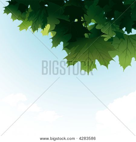 단풍 잎