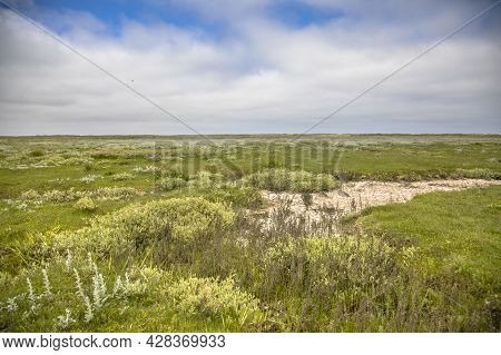 Tidal Marshland With Natural Meandering Drainage System On Wadden Island Of Ameland In Friesland, Ne
