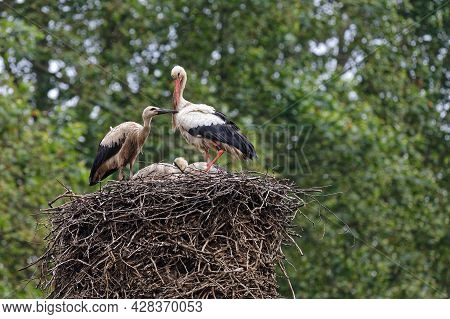 Storks And Their Nest In Strasbourg. Storks Are Symbol Of Alsace Region.