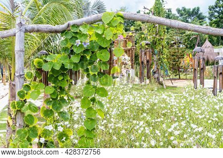 Green Climber Plant On Bamboo Stricks With White Flowers Background In Garden. Organic Vegetable And
