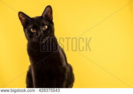 Funny Black Statuesque Cat On A Yellow Background Looks At The Camera. World Cat Day. Copy Space. Fr