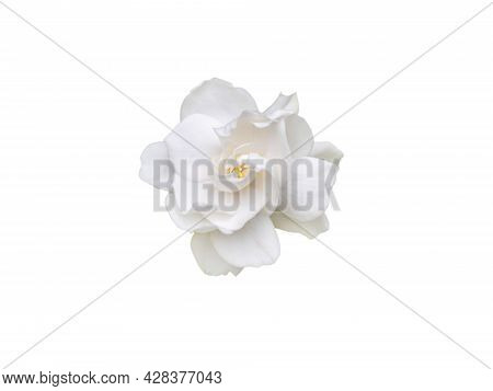 Gardenia Jasminoides Fragrant Flower Top View Isolated On White