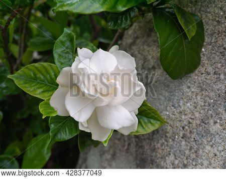 Gardenia Jasminoides Flowering Plant In The Garden. White Fragrant Flower And Glossy Green Leave
