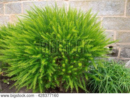 Bright Green Fluffy Ornamental Shrub. Prickly Spider-flower Plants Or Juniper-leaf Grevillea.