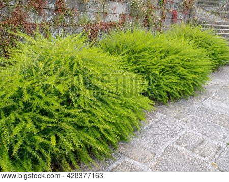 Prickly Spider-flower Plants Or Juniper-leaf Grevillea. Bright Green Fluffy Decorative Shrubs.
