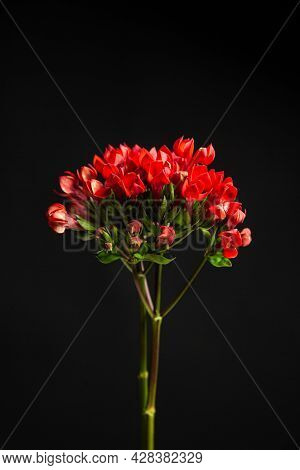 Twigs Of Ozothamnus Flowers On Black Background