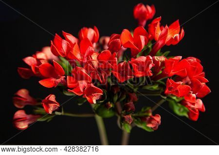 Twigs Of Ozothamnus Flowers On Black Background