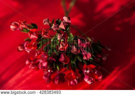 Twigs Of Ozothamnus Flowers On Red Background