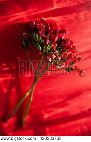 Twigs Of Ozothamnus Flowers On Red Background