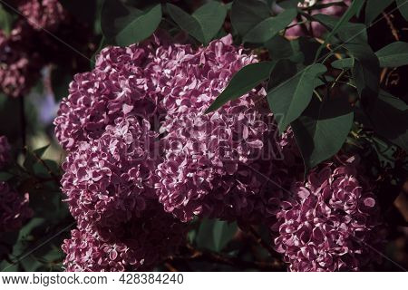 Beautiful Lilac Blossoming Branches On Sunny Blue Sky Background With Space For Text, Selective Focu