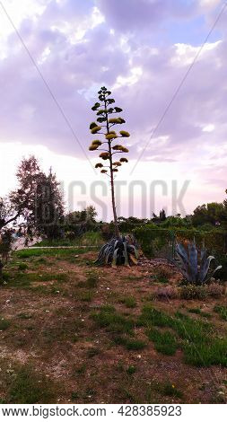 Agave Tree On The Coast Of The Croatian Island Of Pag, The Plant Agave Sisalana Has White Or Light G