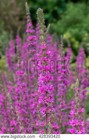 Purple Loosestrife (lythrum Salicaria) Flowers