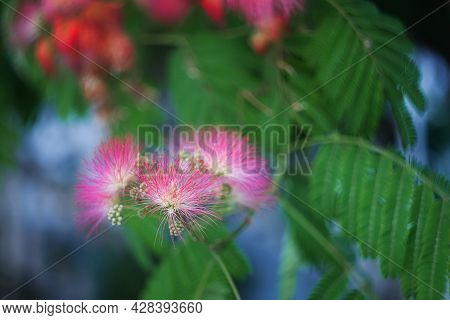 Flowers Of Albizia Julibrissin With Fluffy Bright Pink Flowers, Close-up. Albizia Is A Species Of Tr