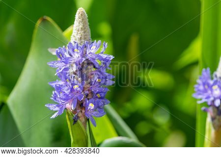 Close Up Of Flowers On A Pickerel Weed (pontederia Cordata) Plant