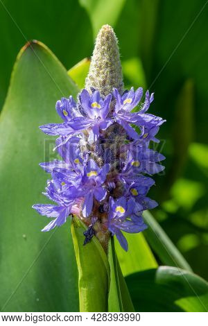 Pickerel Weed (pontederia Cordata) Flower