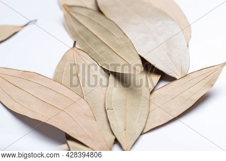 Leaf Spice, Talal Patra, Cinnamomum Tamala