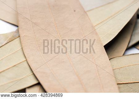 Closeup, Leaf Spice, Talal Patra, Cinnamomum Tamala
