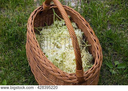 Man Picking The Elderflowers And Putting Them In A Wicker Basket