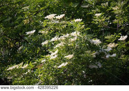 Elder Tree Bough Laden With White Elderflower Blossom On Sunlight.